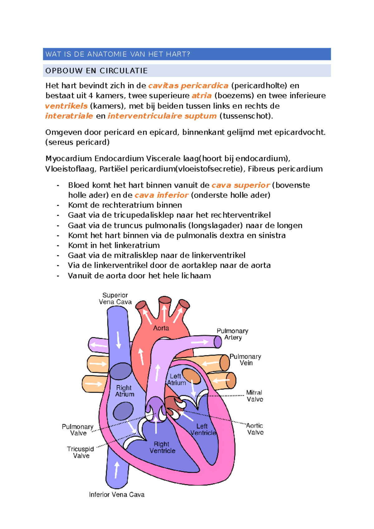 Blok 2 Casus 1 Het Hart In De Steigers - Circulatie En Ademhaling I ...