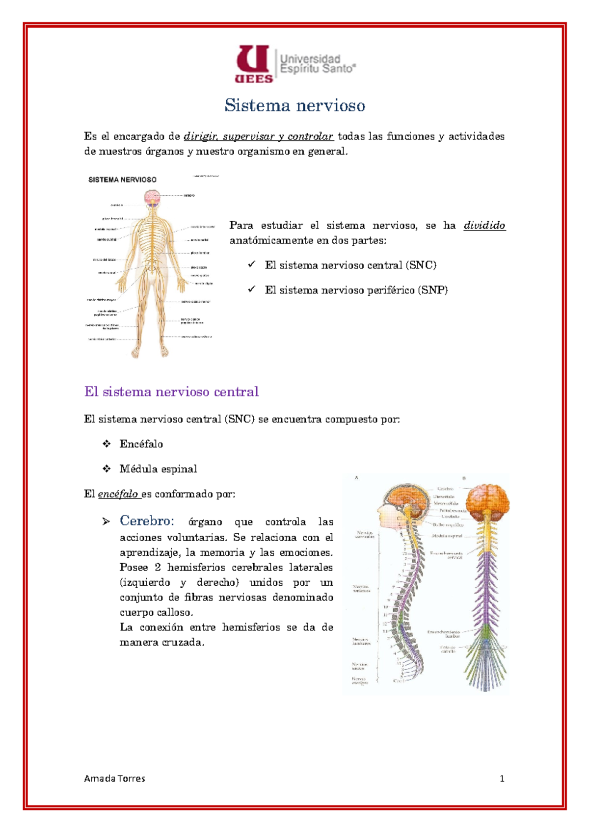 Sistema Nervioso Anatomia 402 Sistema Nervioso Es El Encargado De Dirigir Supervisar Controlar Todas Las Funciones Actividades De Nuestros Nuestro Organismo Studocu