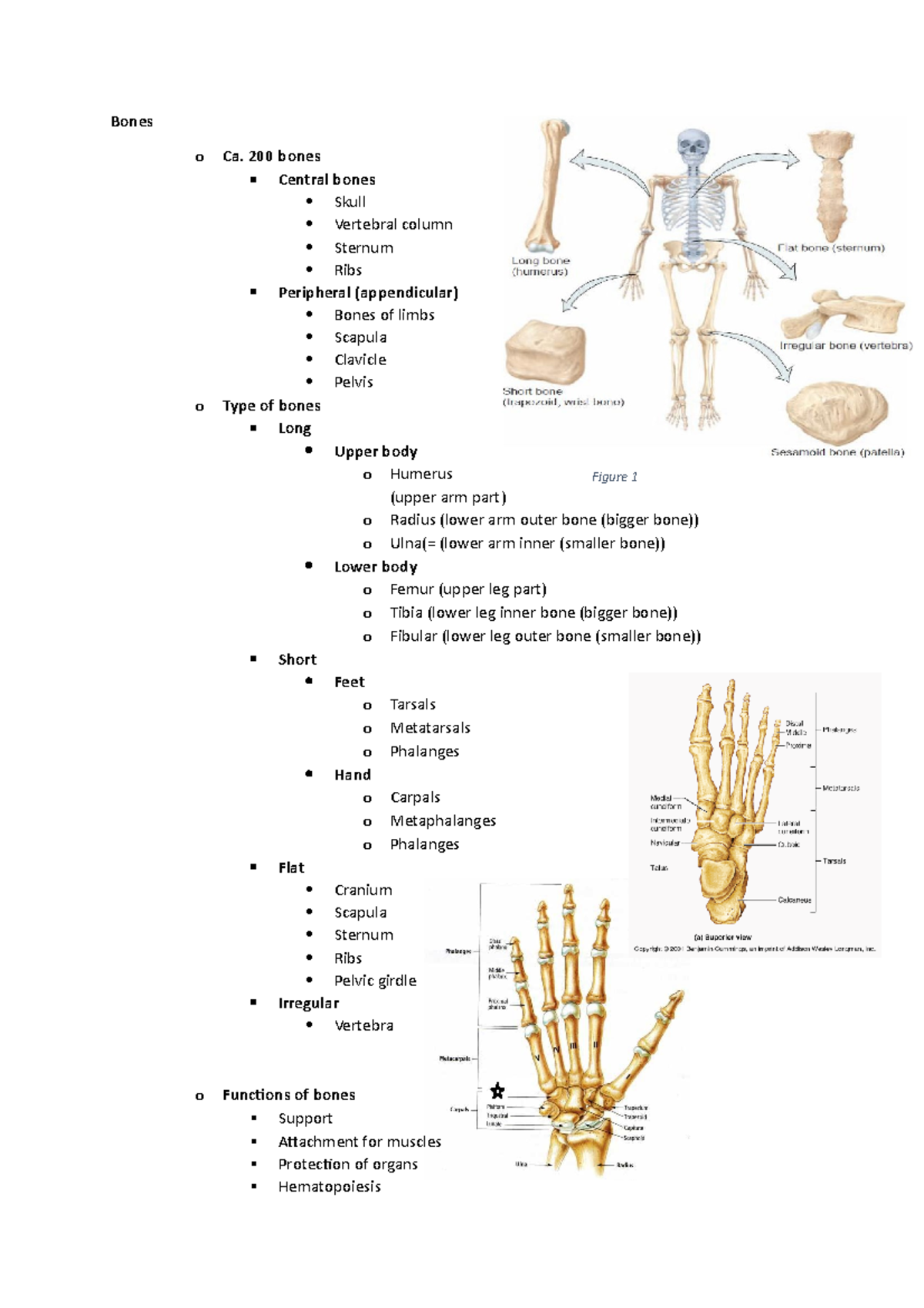 Anatomy bones and movement joints - Bones o Ca. 200 bones Central bones ...