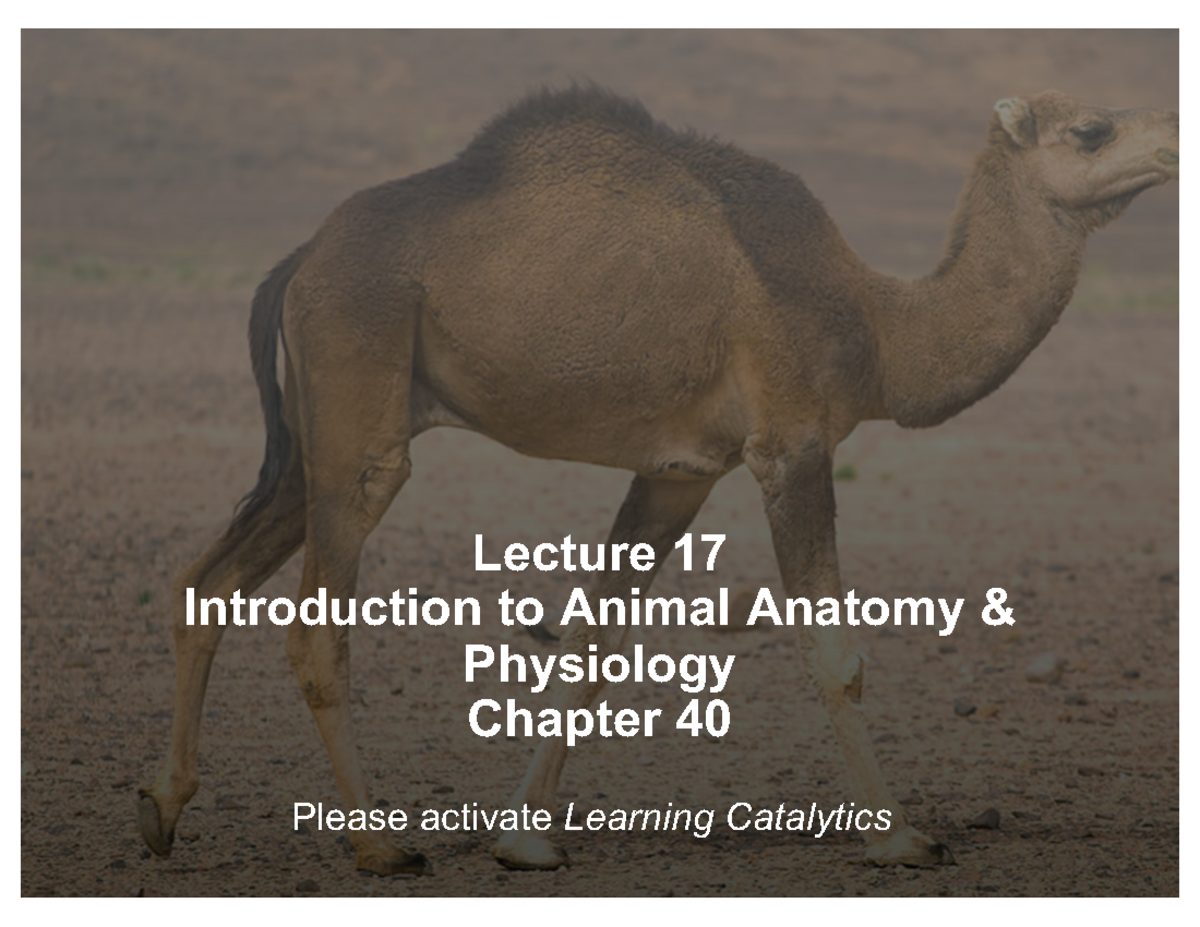 Lecture 17 Animal Phys - Lecture 17 Introduction To Animal Anatomy ...