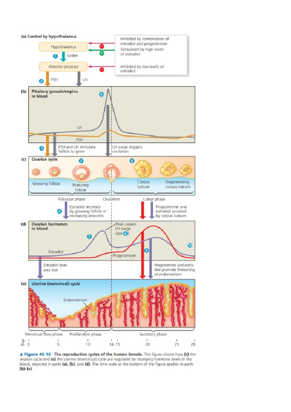 Samenvatting Menstruatiecyclus Plaatje En Uitleg Campbell Biology - De ...