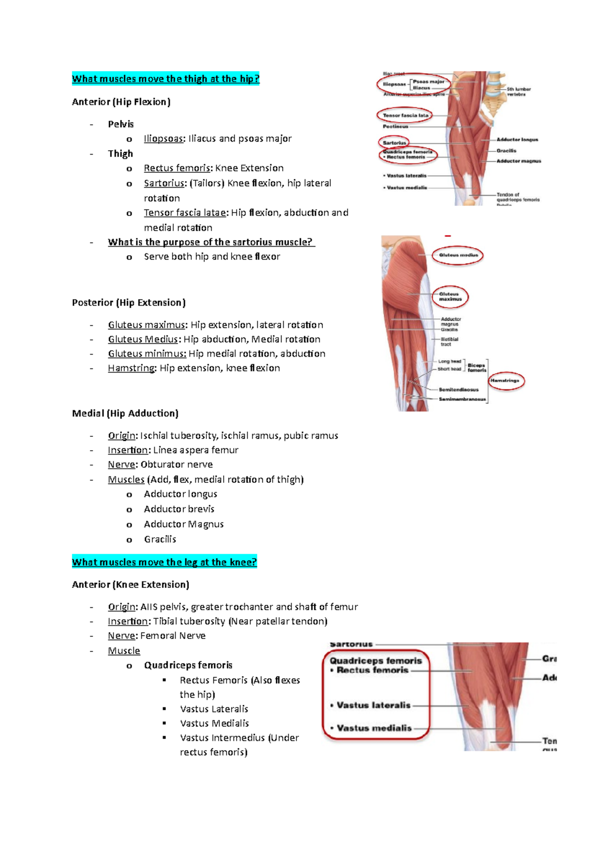 Week 4 Anatomy System 1 - What muscles move the thigh at the hip ...