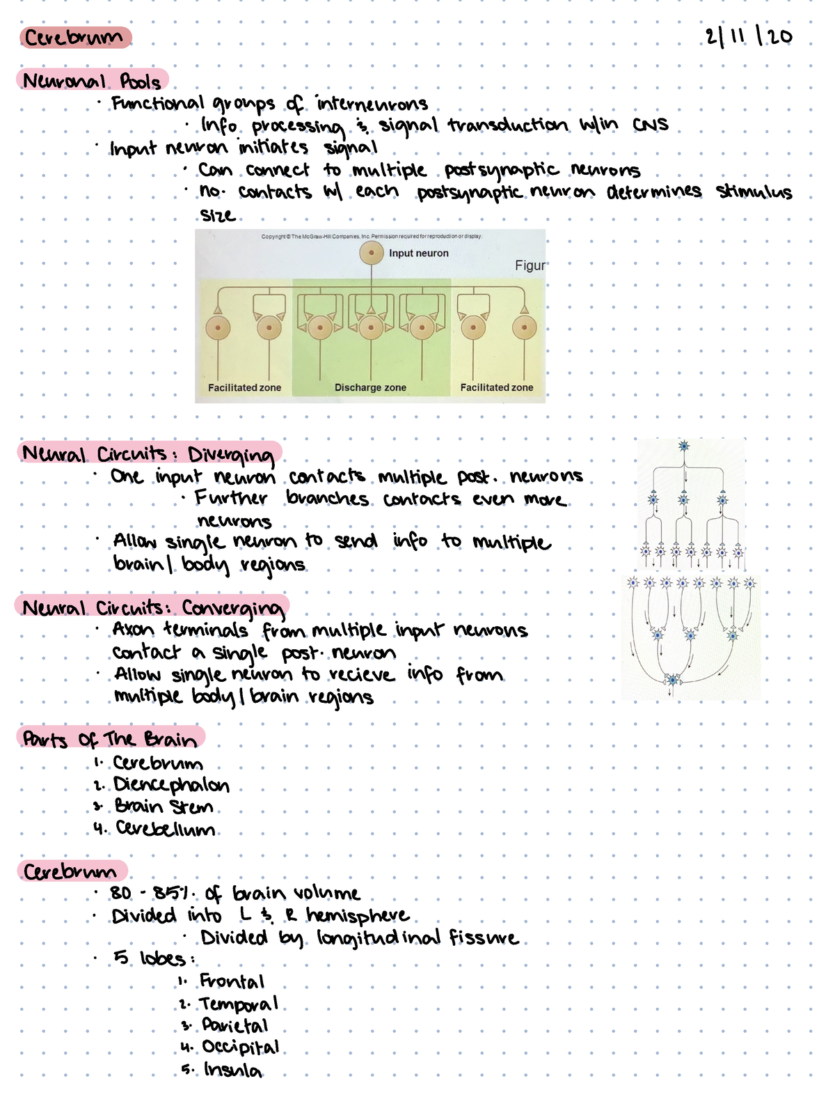 BIOL Week 9 - Integrated Anatomy And Physiology 2217 - Cerebrum 2 ...