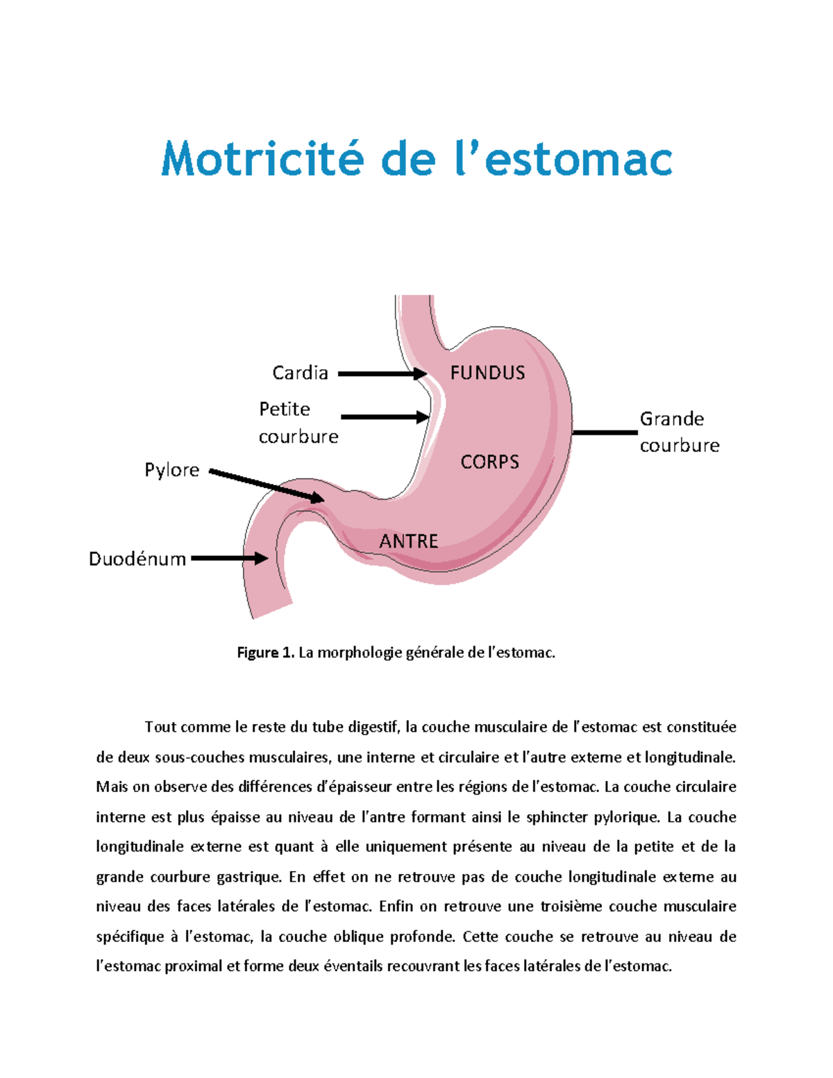 La motricité de l'estomac Motricité de l’estomac Tout comme le reste