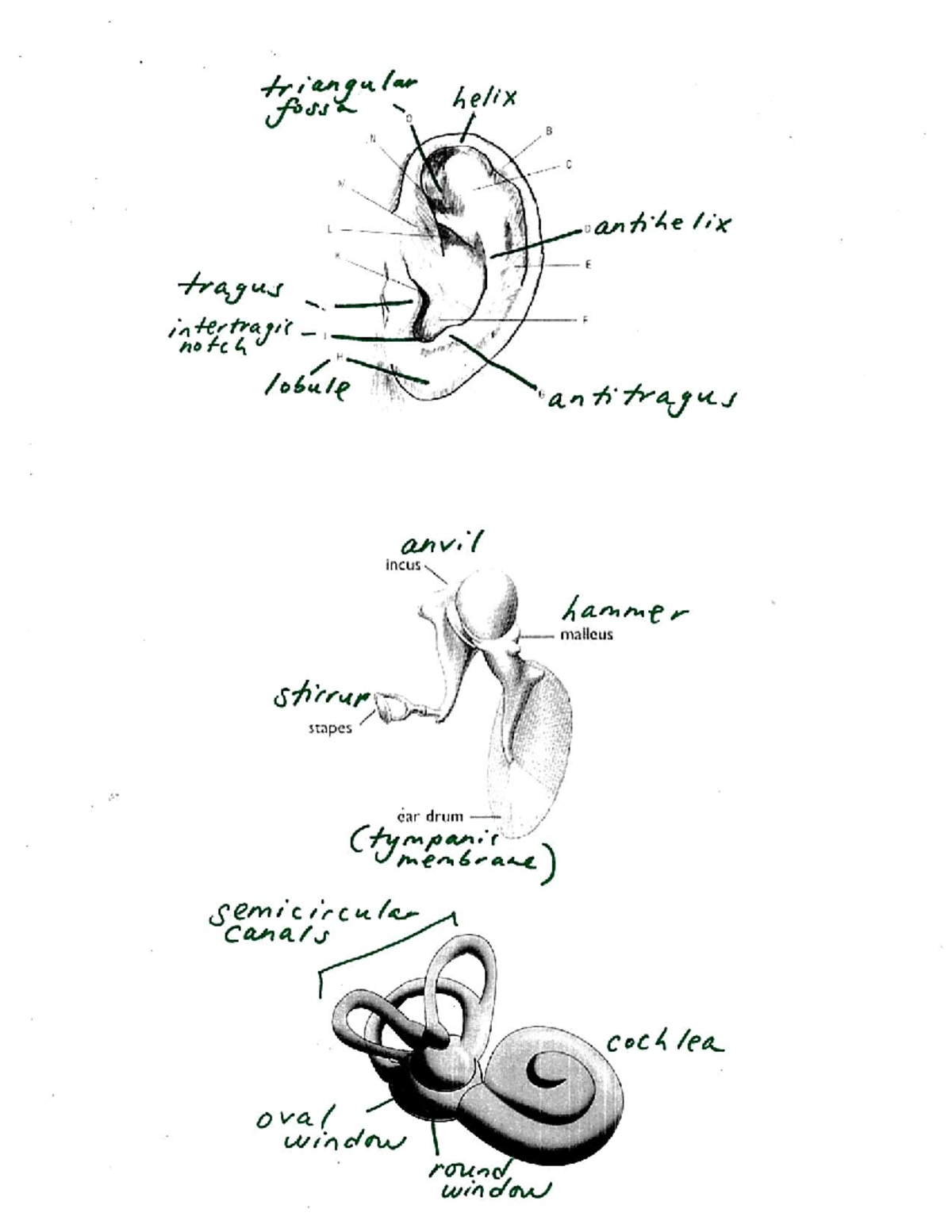 Ear Diagrams - ..... - SPAU 3344 - triangular helix fossa B N C ...