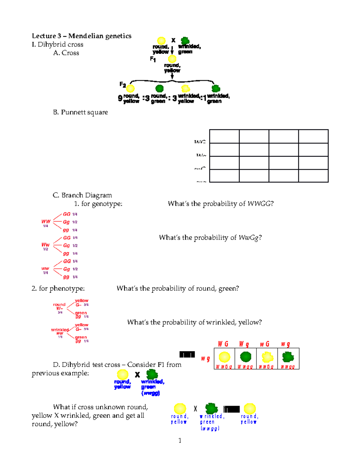 Mendelian Genetics, Probability - Lecture 3 Mendelian Genetics I ...