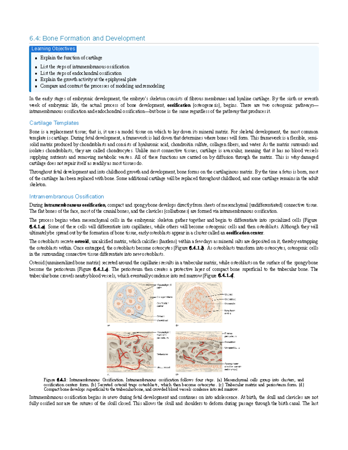 6.4 Bone Formation And Development - 6: Bone Formation And Development ...