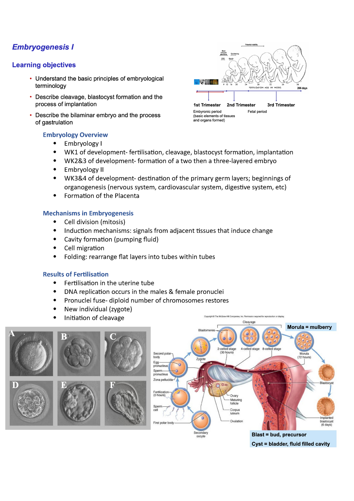 research paper on embryology