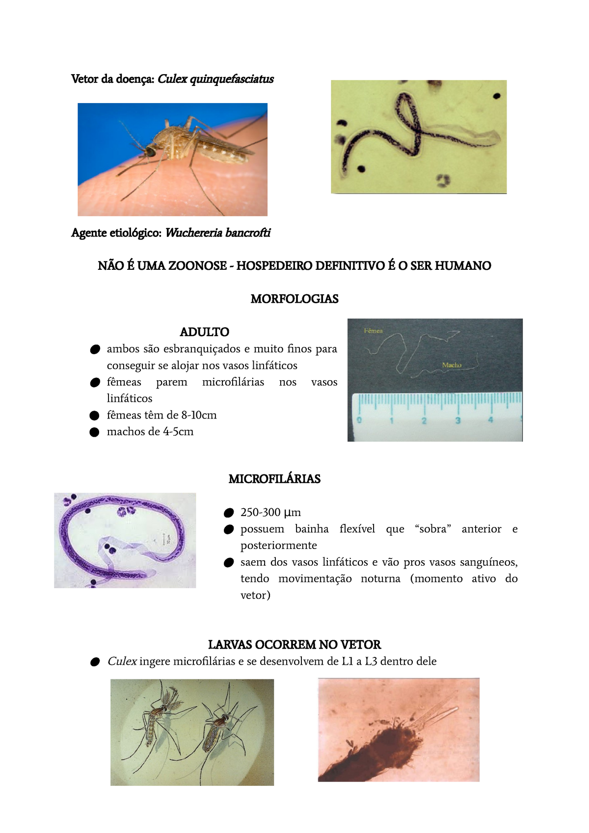 Wuchereria Bancrofti - Filariose Linfatica (elefantiase) - Vetor Da ...