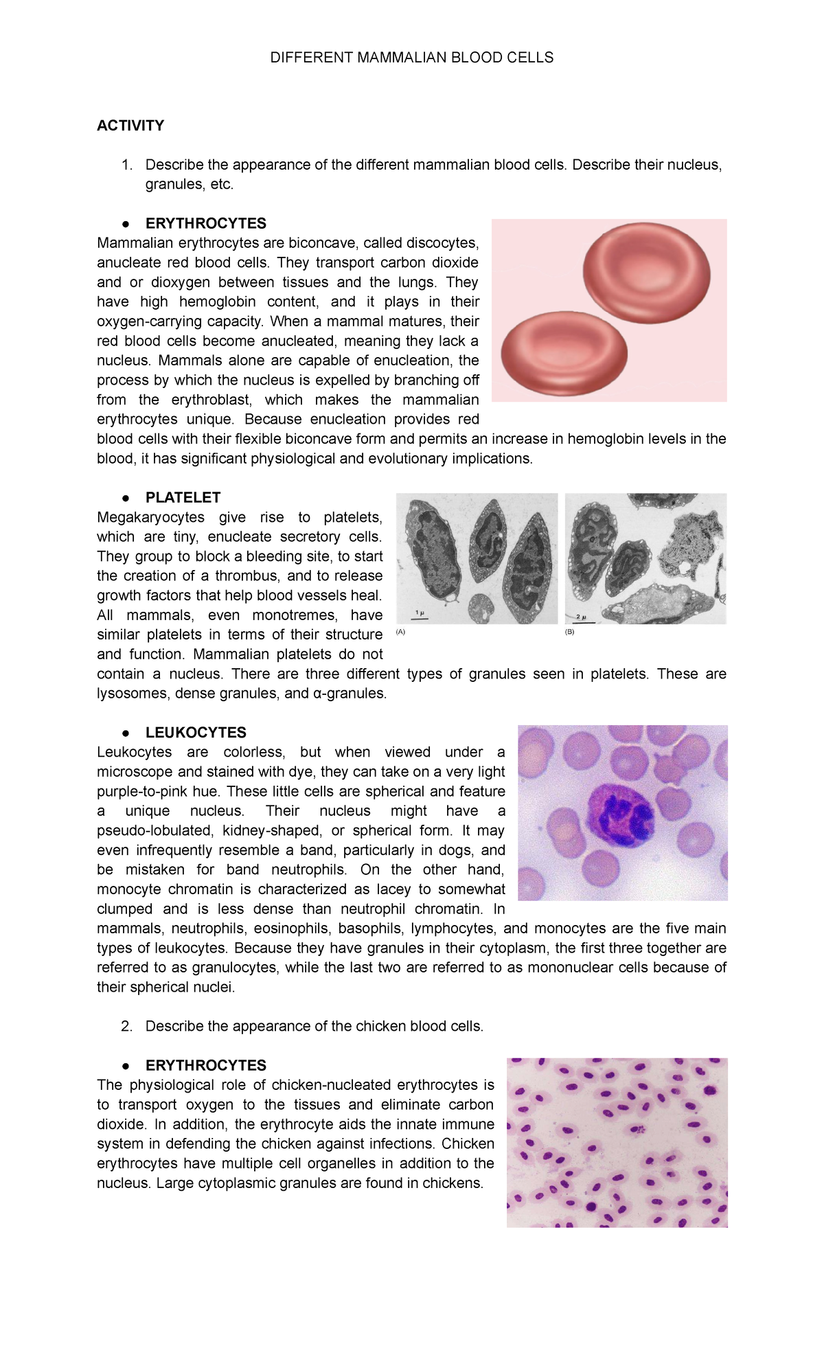 Histology Mammalian Blood Cells - DIFFERENT MAMMALIAN BLOOD CELLS ...