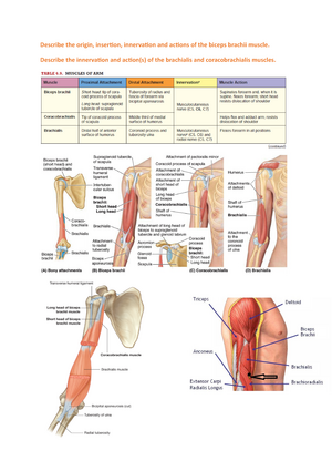 Biceps brachii muscle: Origin, insertion, action