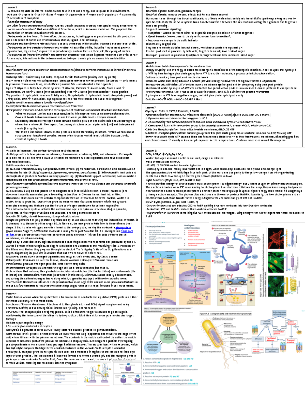 Bio Exam 1 Cheat Sheet - Lesson 3 As cell size increases, the surface ...