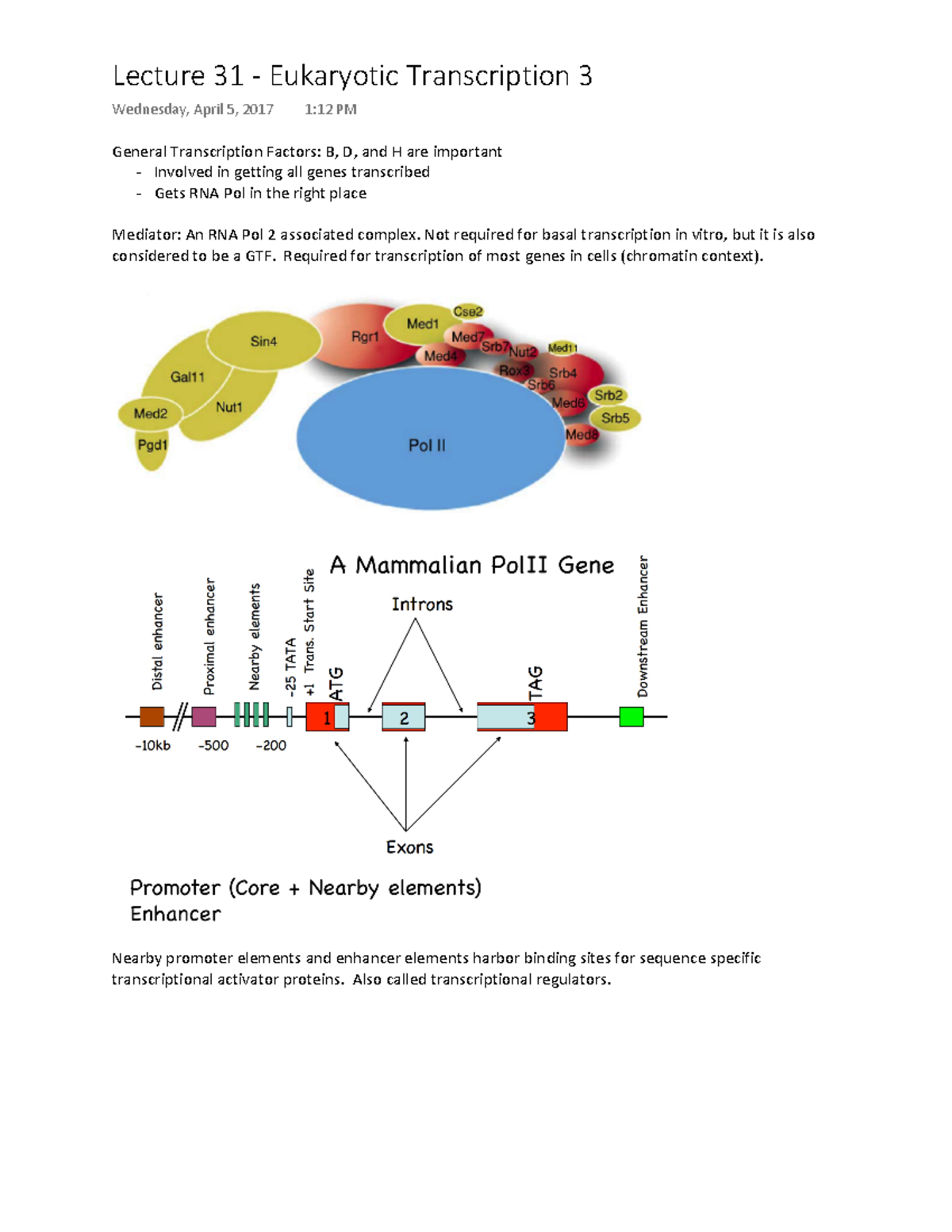 Lecture 31 - Eukaryotic Transcription 3 - Lecture 31 — Eukaryotic ...