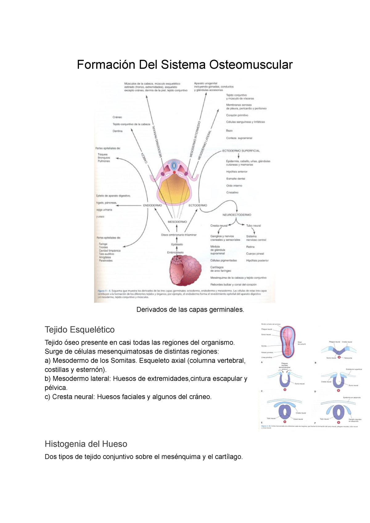Desarrollo Del Sistema Osteomuscular Y Extremidades Formación Del Sistema Osteomuscular 2339