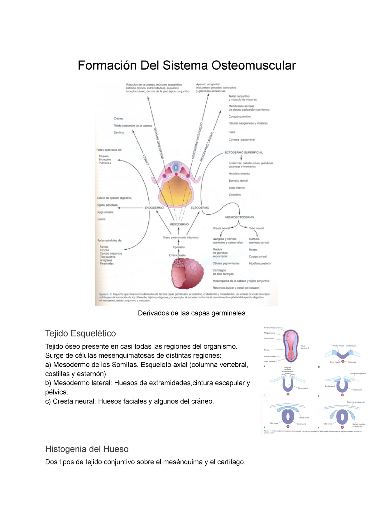 Desarrollo Del Sistema Osteomuscular Y Extremidades Formación Del Sistema Osteomuscular 8045