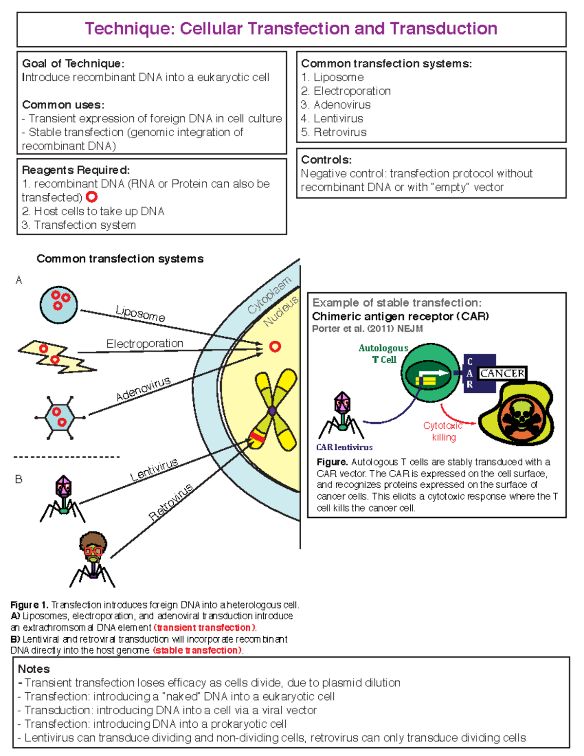 Transfection - Technique directions - Autologous T Cell Technique ...