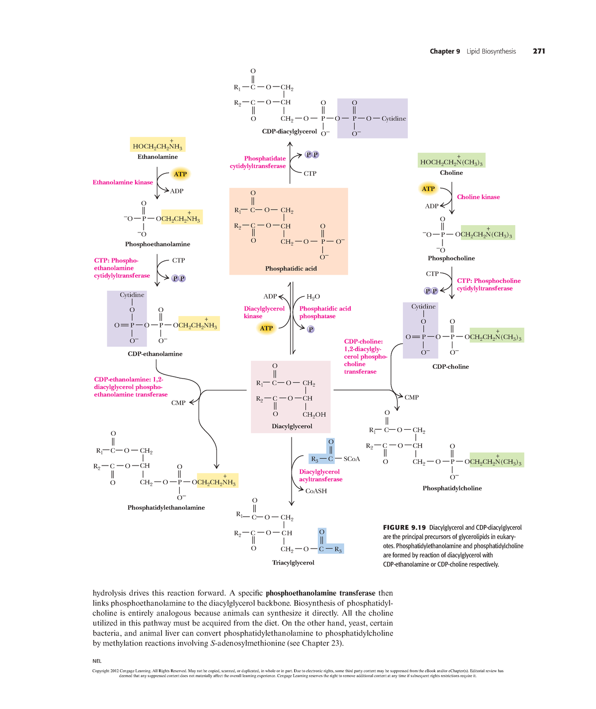 Biochemistry (2)-105 - N/A - Chapter 9 Lipid Biosynthesis 271 NEL ...