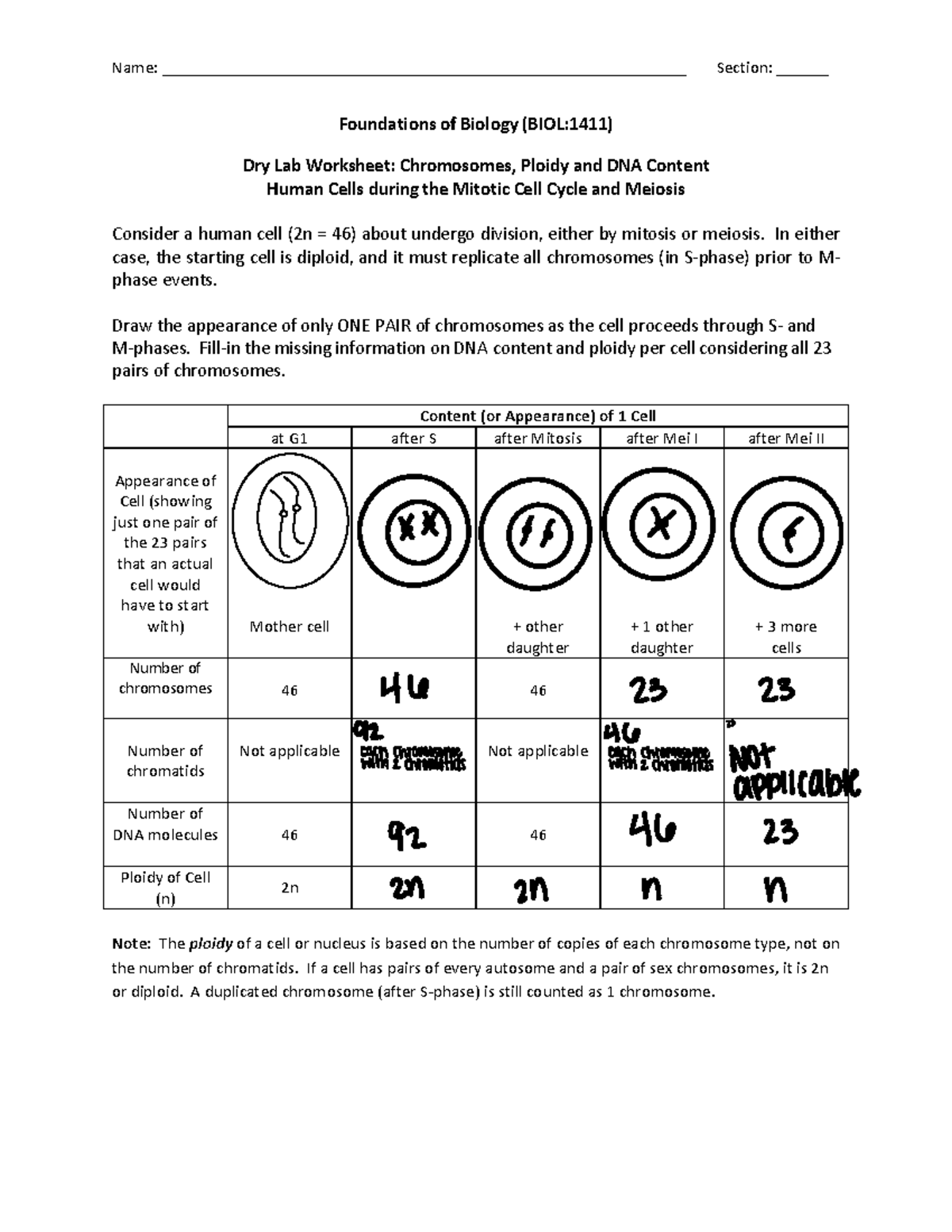 Worksheet+2+-+Ploidy+and+DNA+Content+-1 - Name: - Studocu