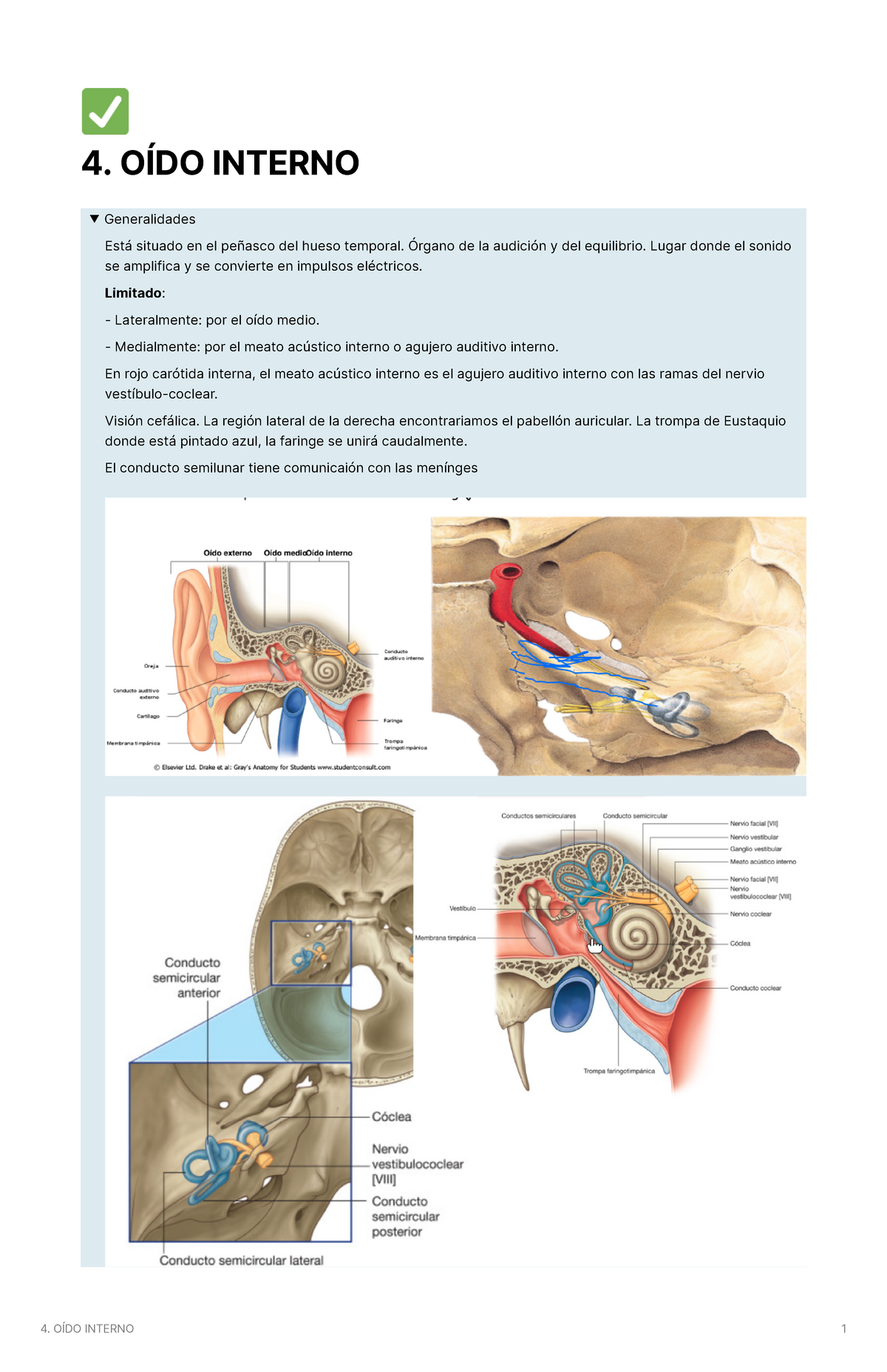 conducto coclear