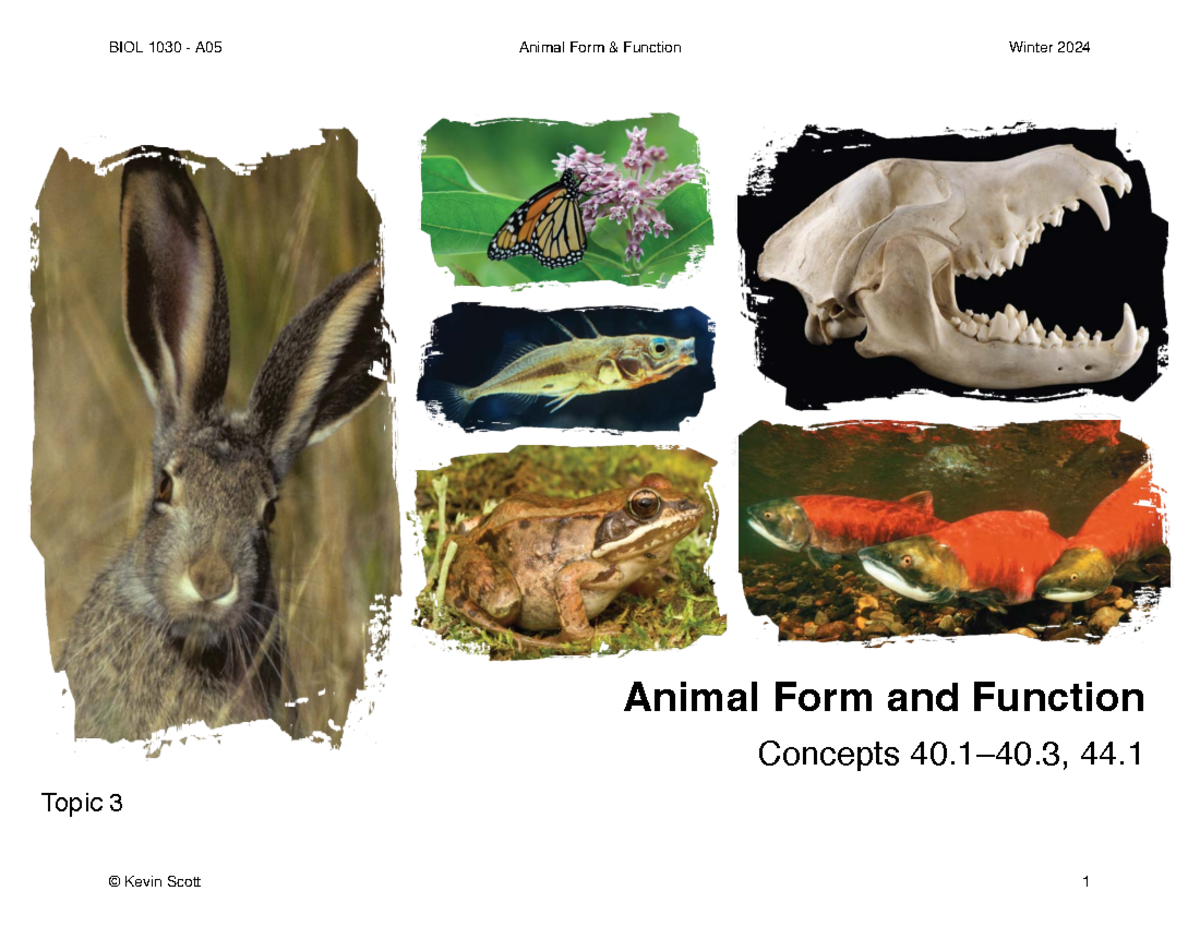 1030 animal form and function handout - W24 - © Scott 2024 Animal Form ...