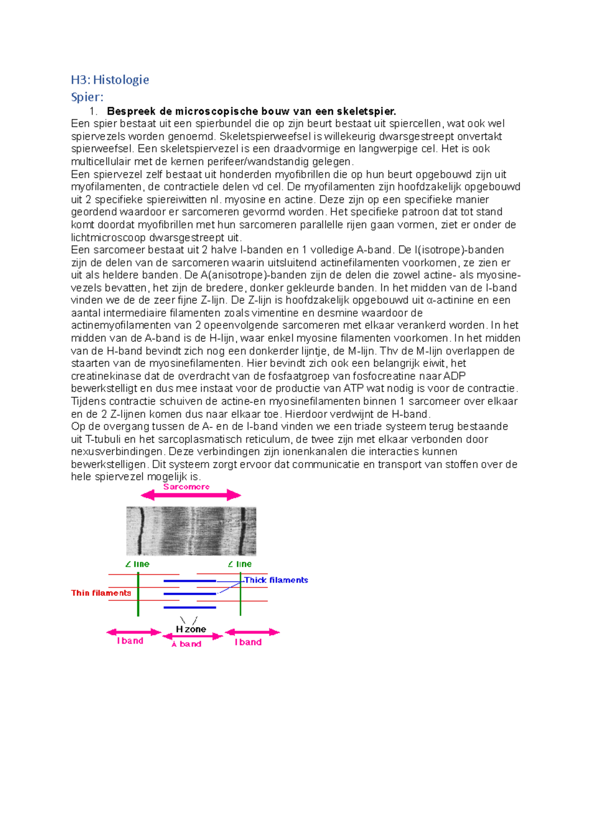 Cel En Weefselleer Open Vragen Spier - H3: Histologie Spier: Bespreek ...