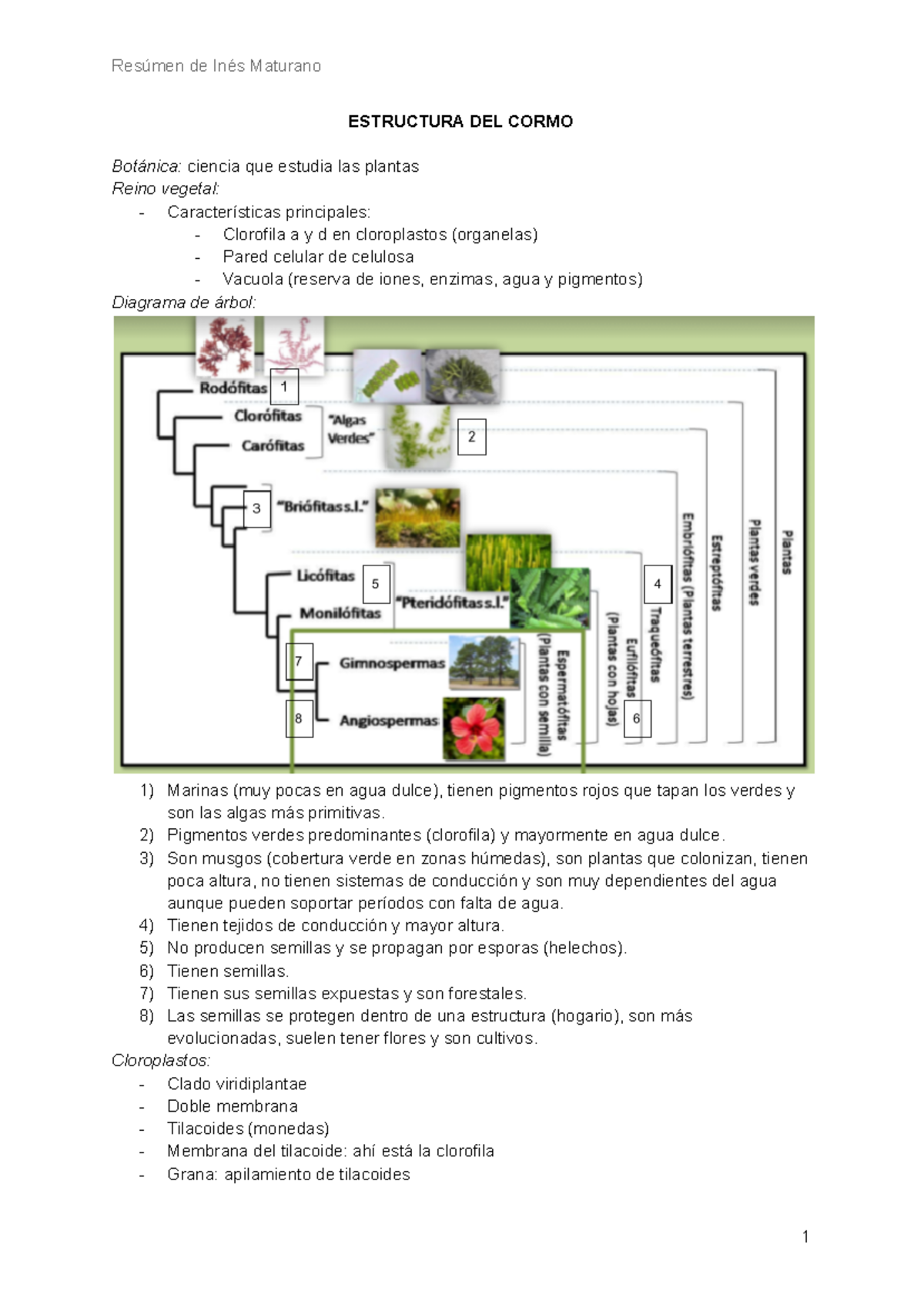 Resúmen Botánica Morfológica - ESTRUCTURA DEL CORMO Botánica: Ciencia ...