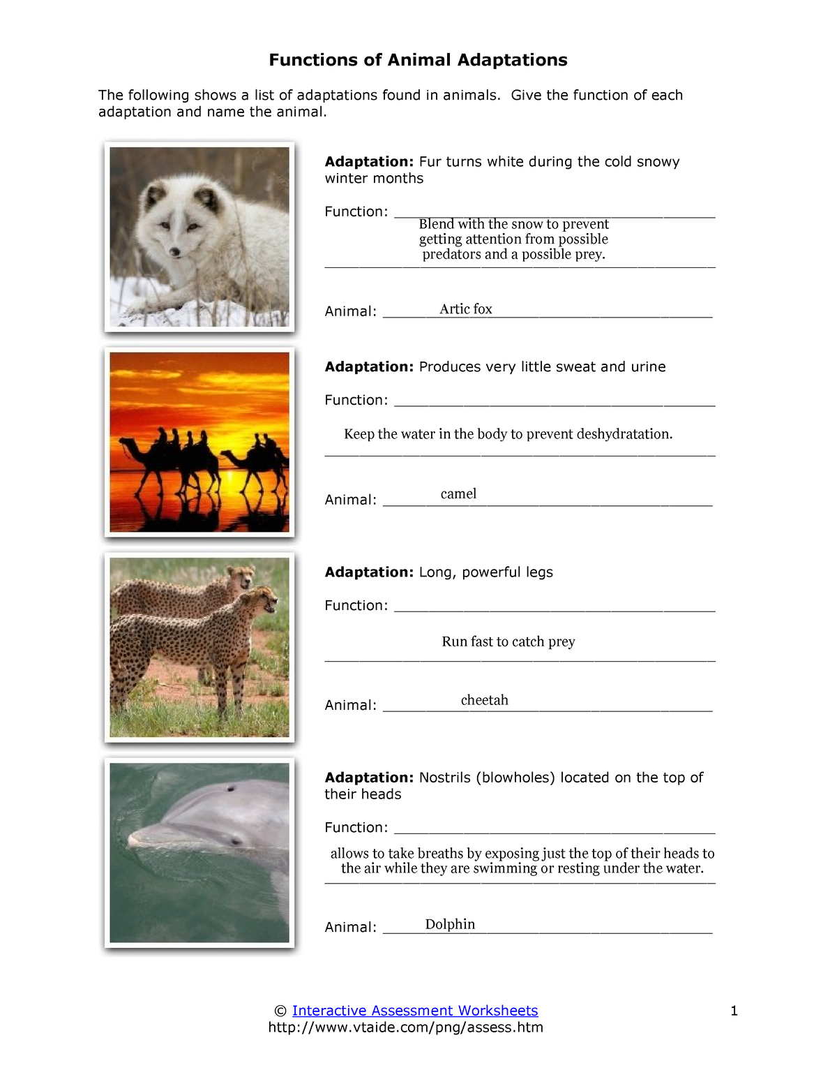 animal adaptations primary homework help