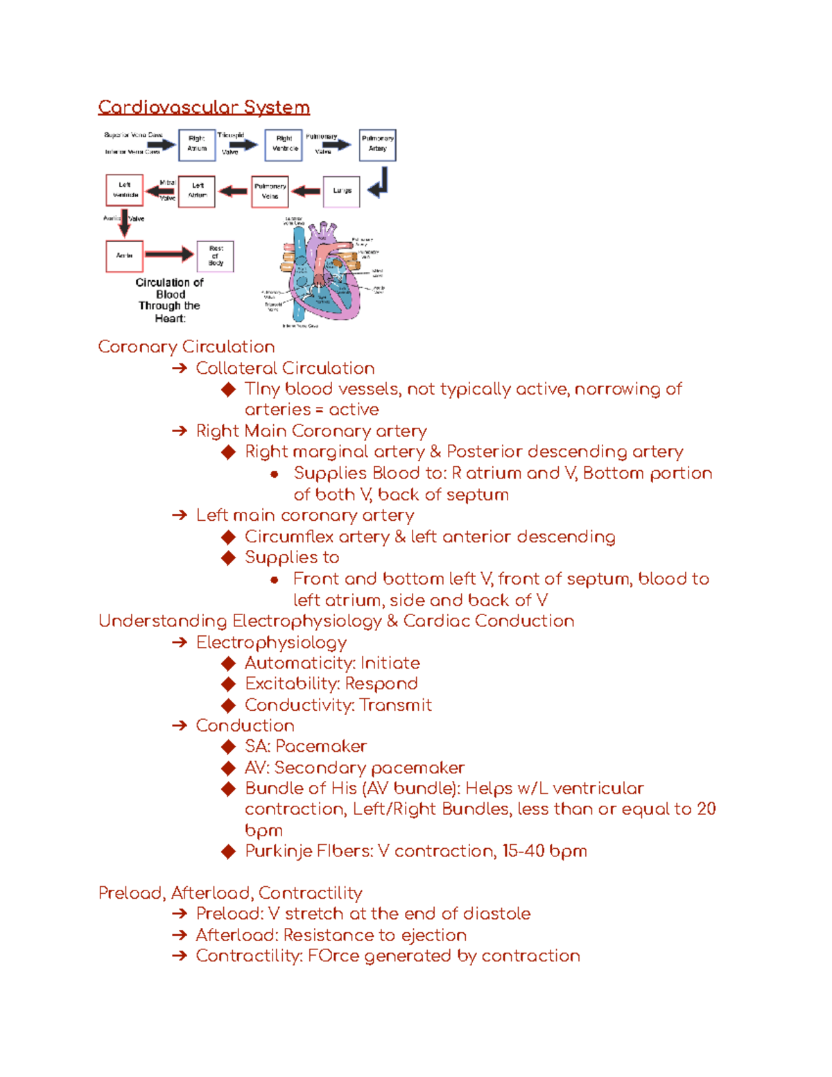 Adults Exam 2 - Cardiac Section - Cardiovascular System Coronary ...