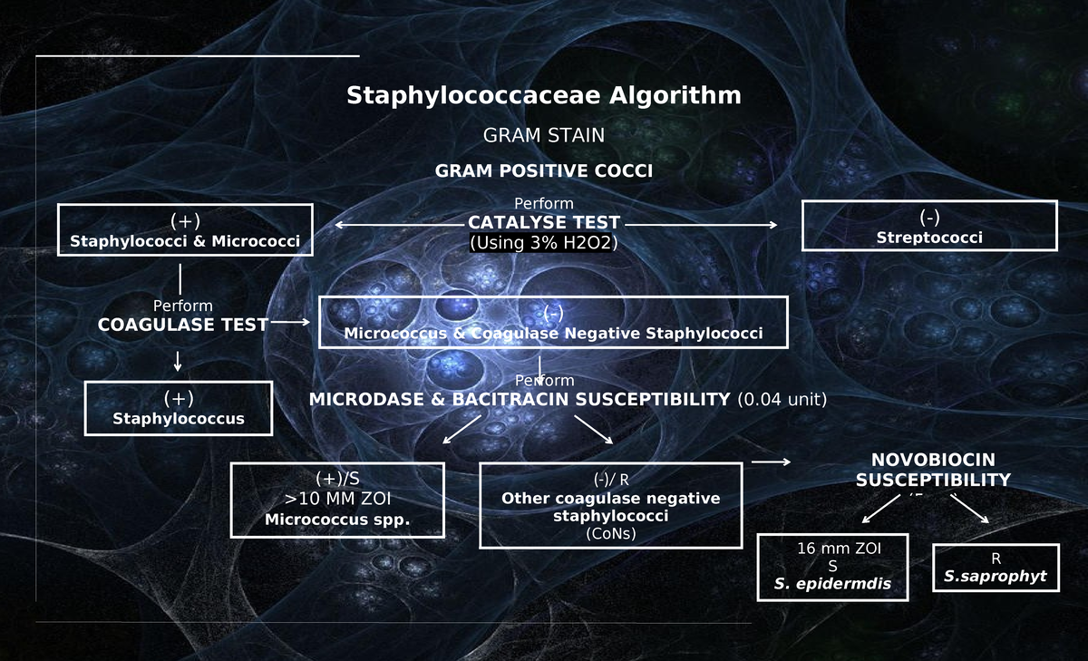 Algorithm in bacte - Staphylococcaceae Algorithm GRAM STAIN GRAM ...
