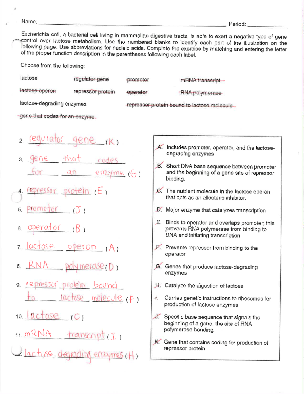 Lac Operon Questions Answers - Studocu