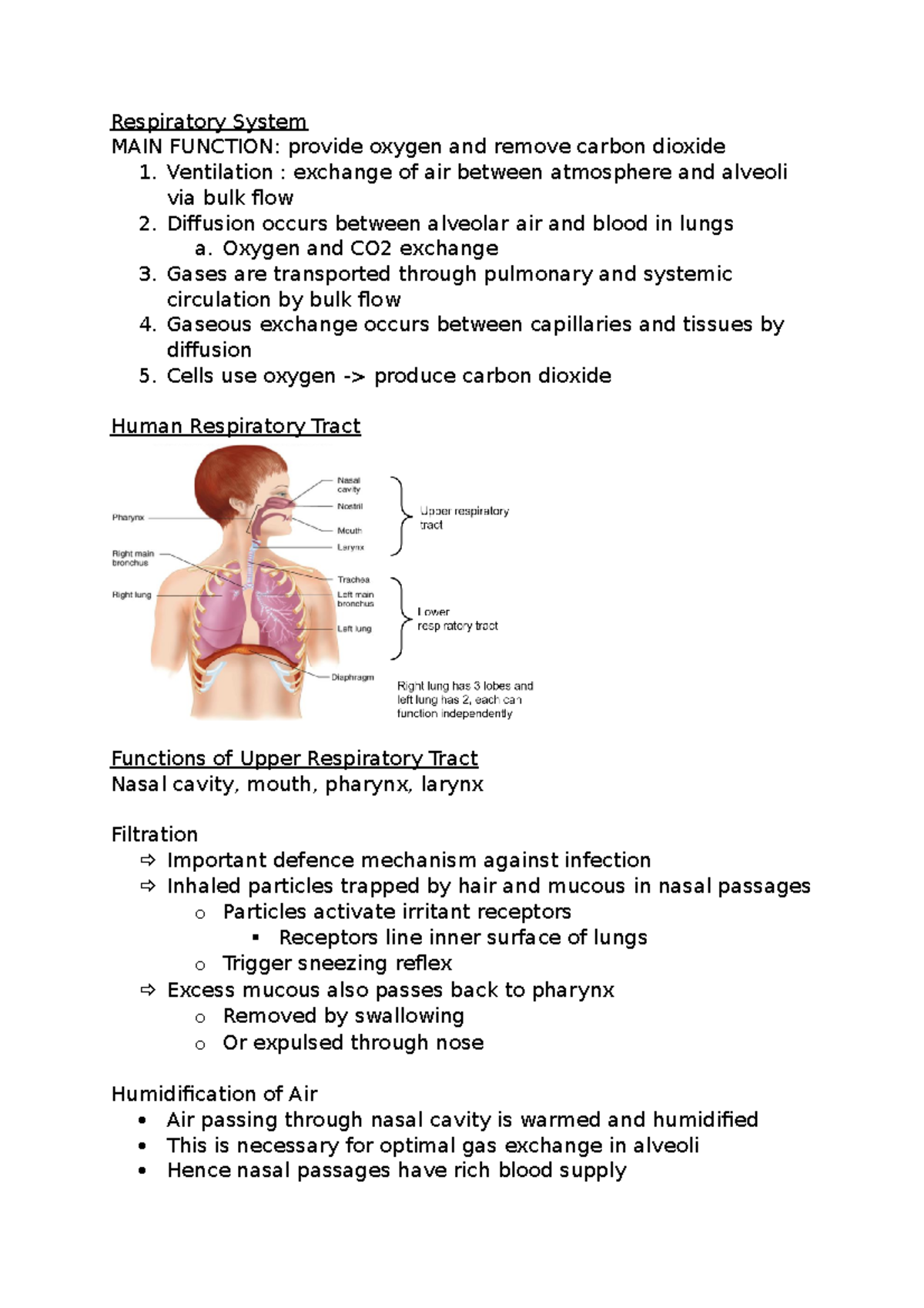 Respiratory System - Lecture notes Notes about physiology - Respiratory ...