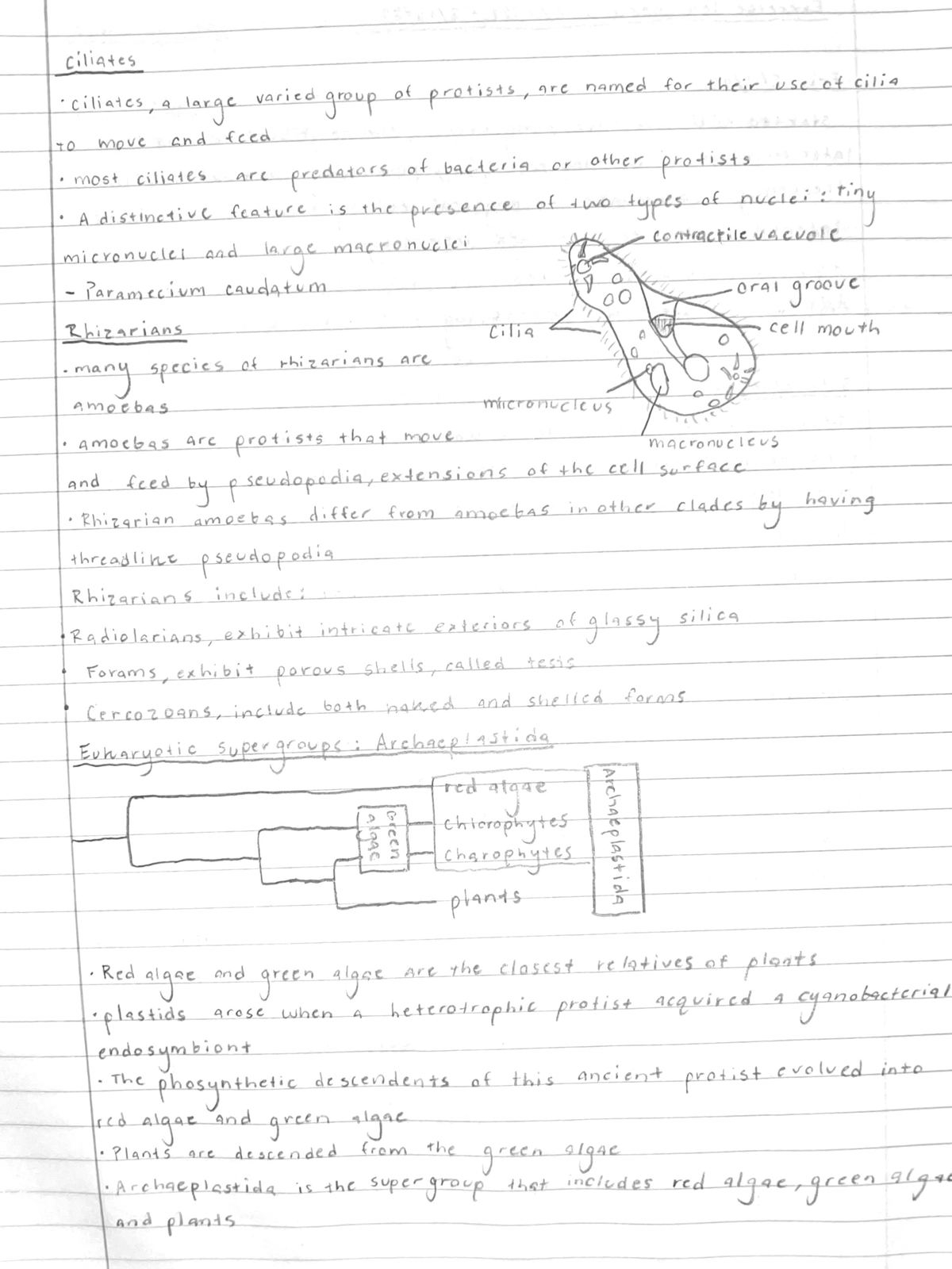 Notes Part 4 - BIOL 1030 - Studocu