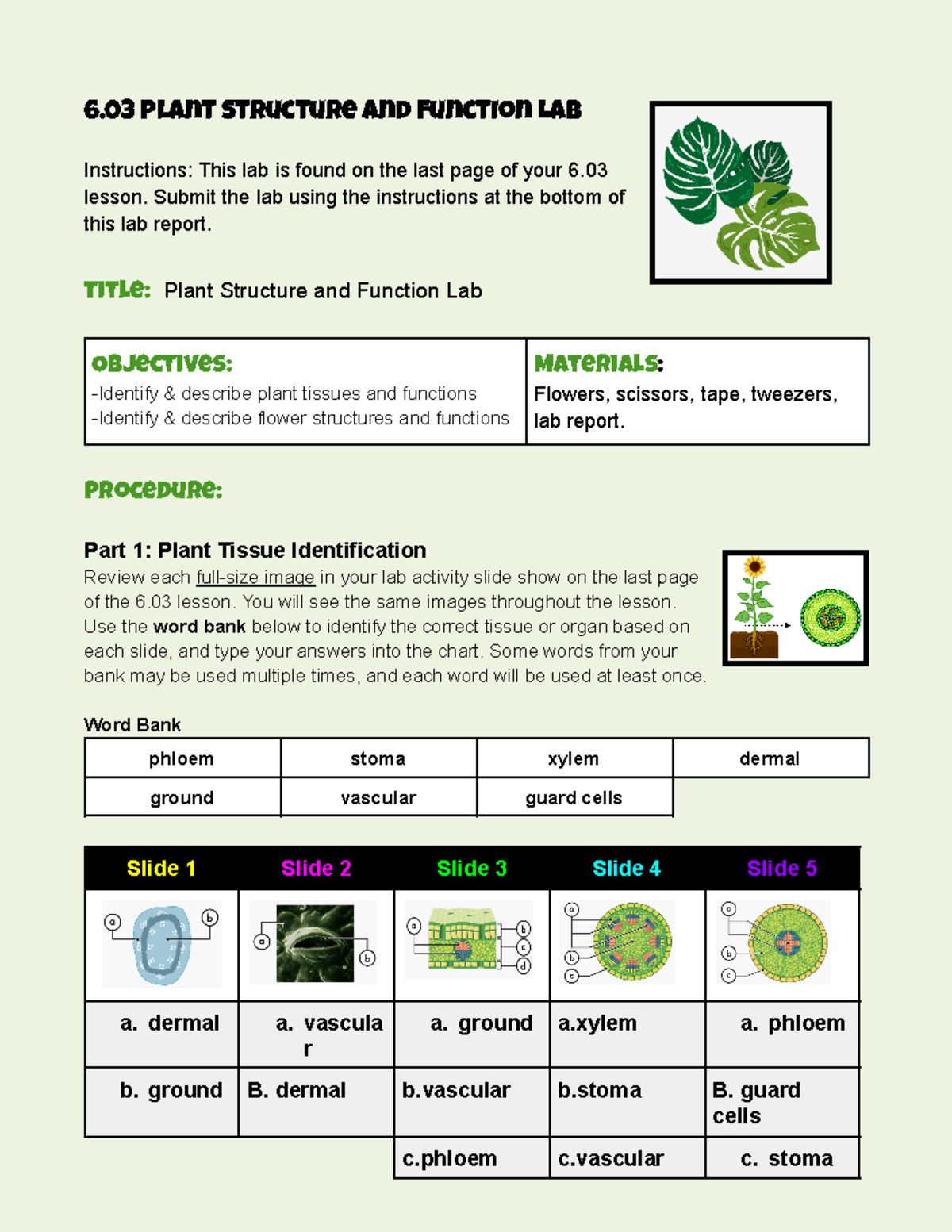 Copy of 6 03 lab report template-v23 - 6 Plant Structure and Function ...