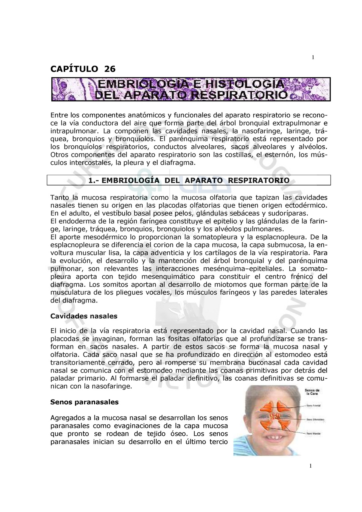 Embriologia E Histologia Del Aparato Respiratorio Studocu