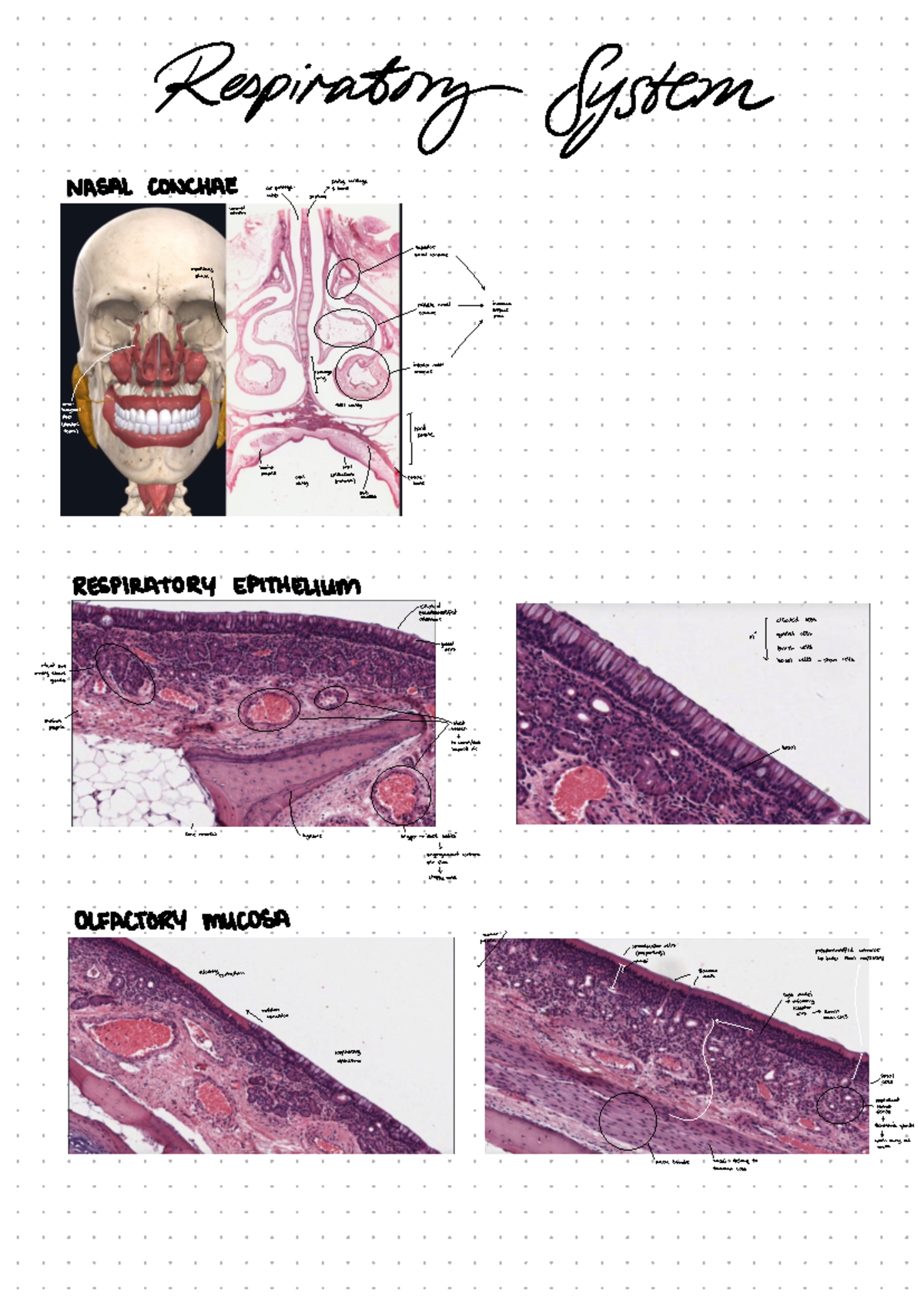 w3-histology-respiratory-respiratory-system-nasal-conchae-ppartly