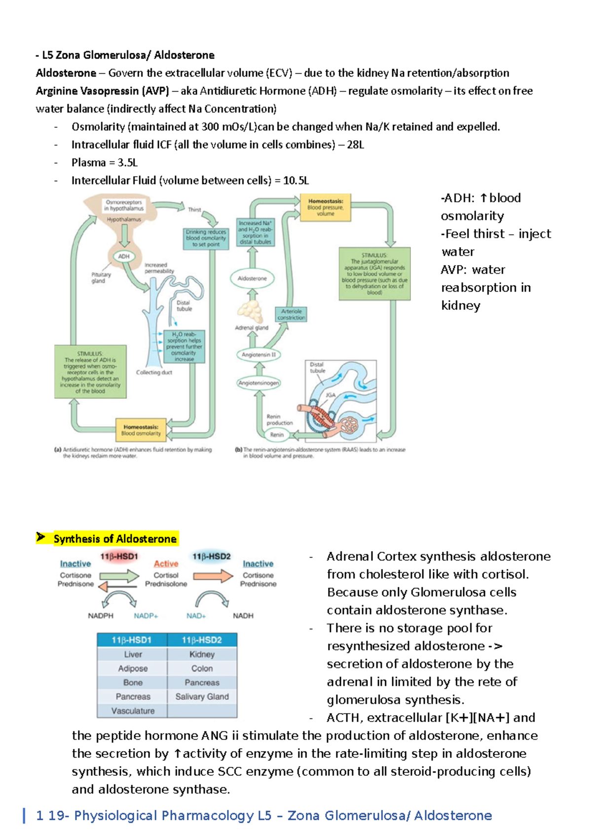 19 L5 zone glomerulosa aldoterone L5 Zona Glomerulosa/ Aldosterone