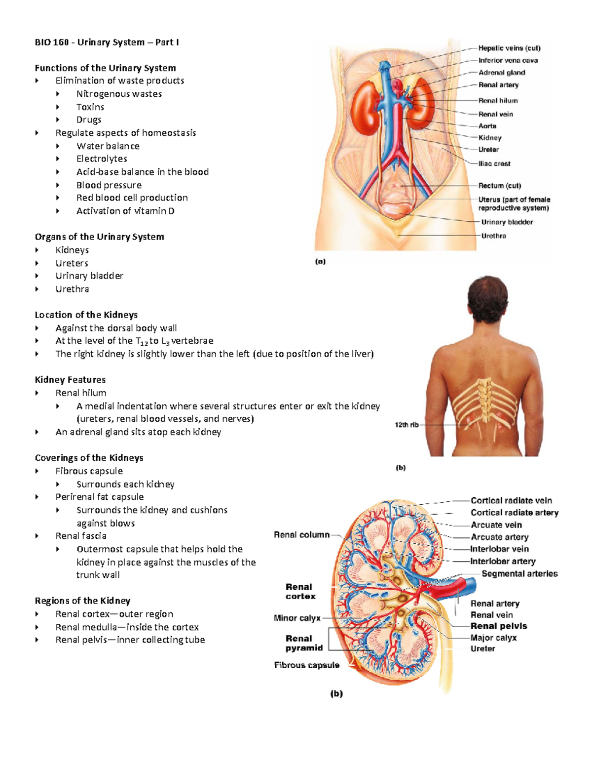 lecture notes for anatomy Urinary System - BIO 160 ‐ Urinary System ...