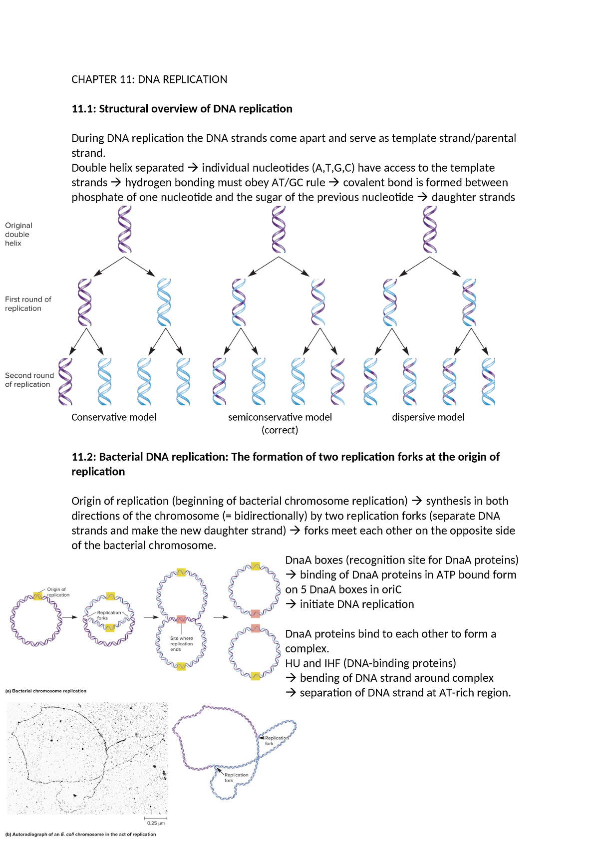 Chapter 11 - CHAPTER 11: DNA REPLICATION 11: Structural Overview Of DNA ...