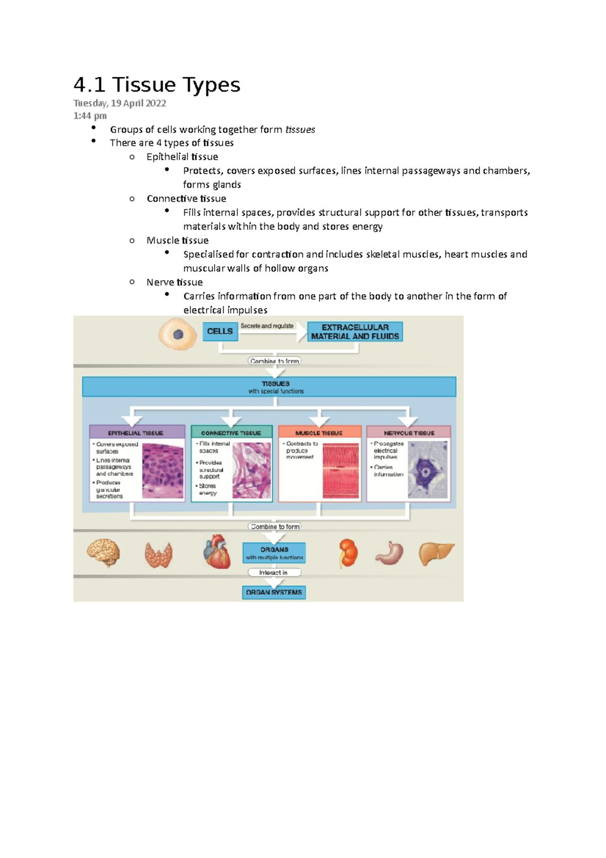 Week 7 Textbook Notes - 4 Tissue Types Tuesday, 19 April 2022 1:44 Pm ...