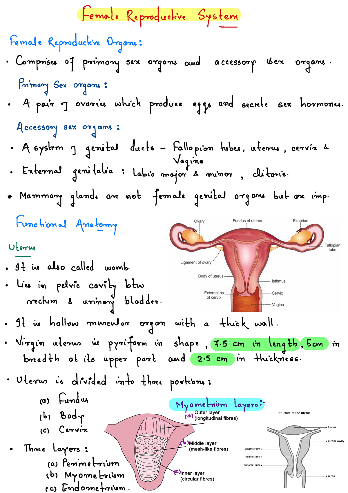 Female Reproductive System - Introduction - Bachelor of Medicine and ...