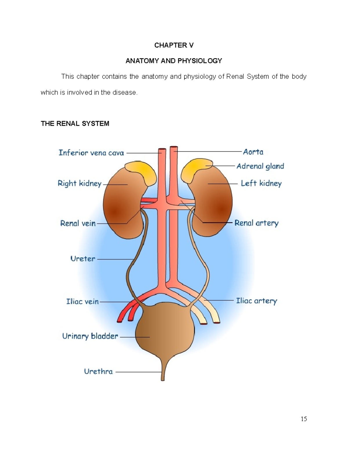 Anatomy and Physiology of the renal system - CHAPTER V ANATOMY AND ...