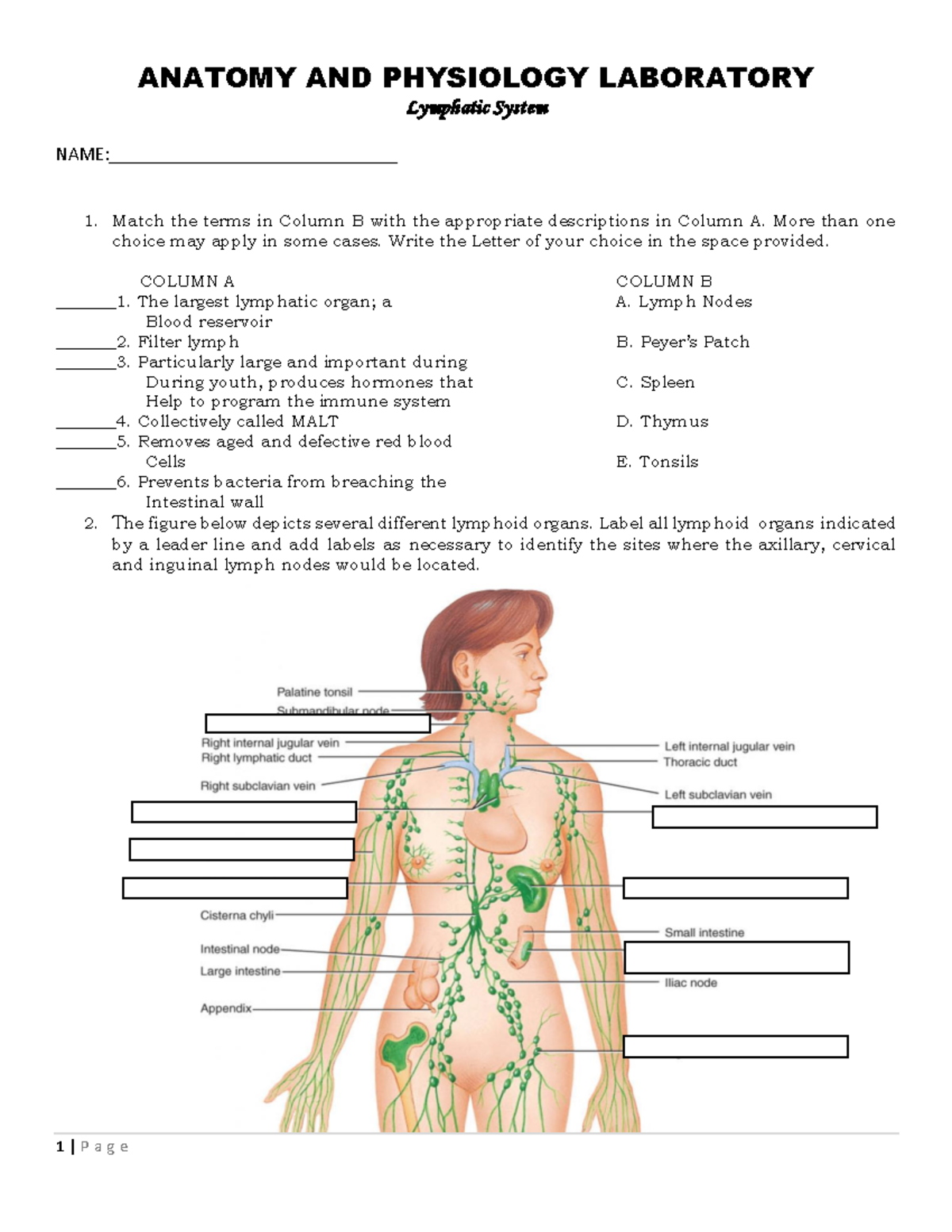 5 Lymphatic System 2 - ANATOMY AND PHYSIOLOGY LABORATORY Lymphatic ...