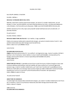 Anatomia muscoli del torace MUSCOLI DEL TORACE Muscoli Elevatori