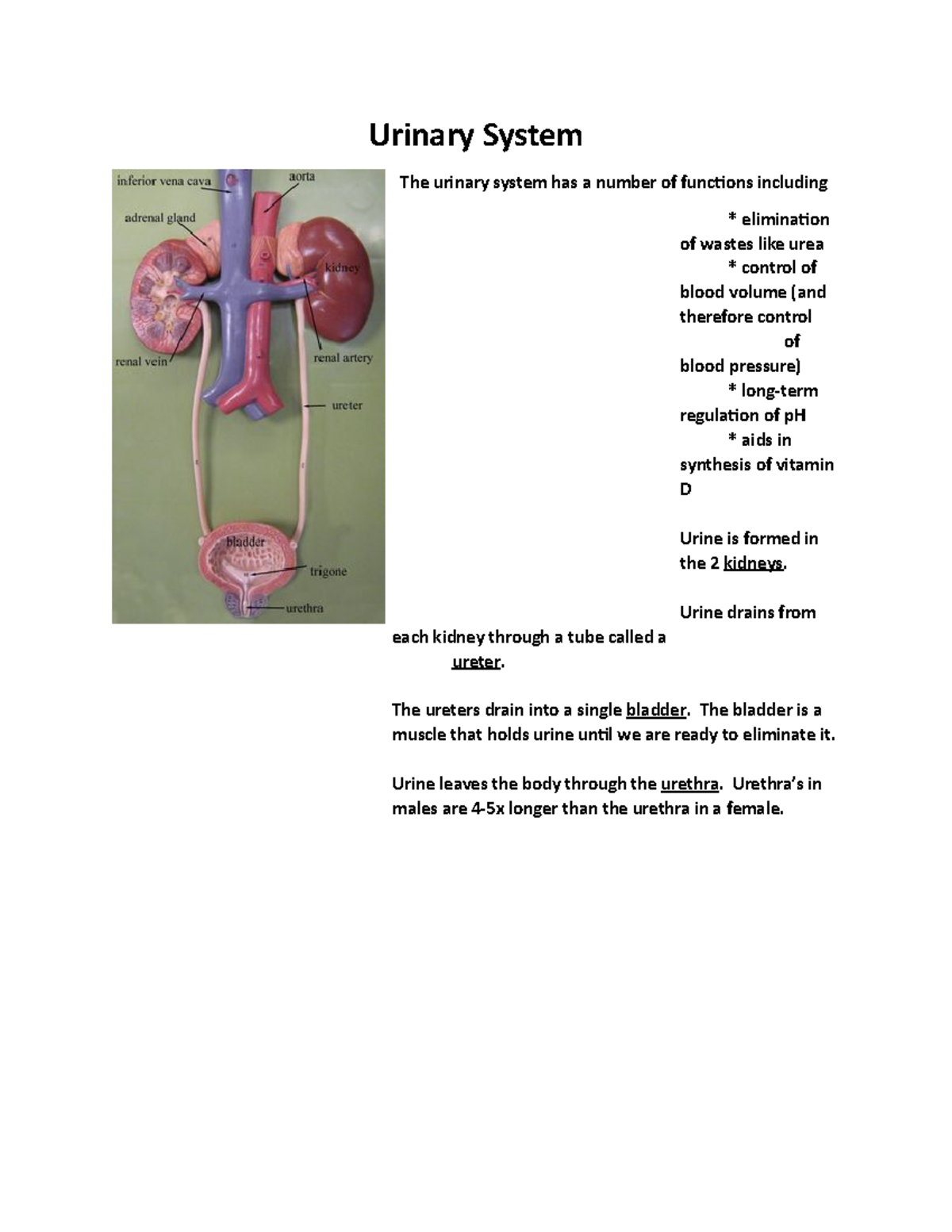 Urinary System quiz descriptive study guide - Nursing - Studocu