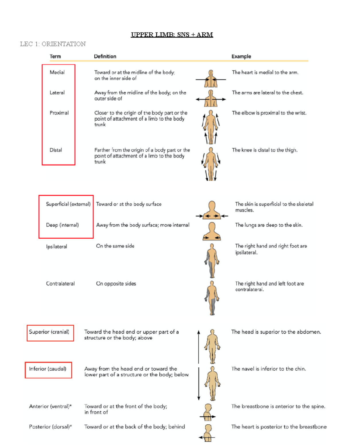 1. upper limb somatic innervation + arm - UPPER LIMB: SNS + ARM LEC 1 ...