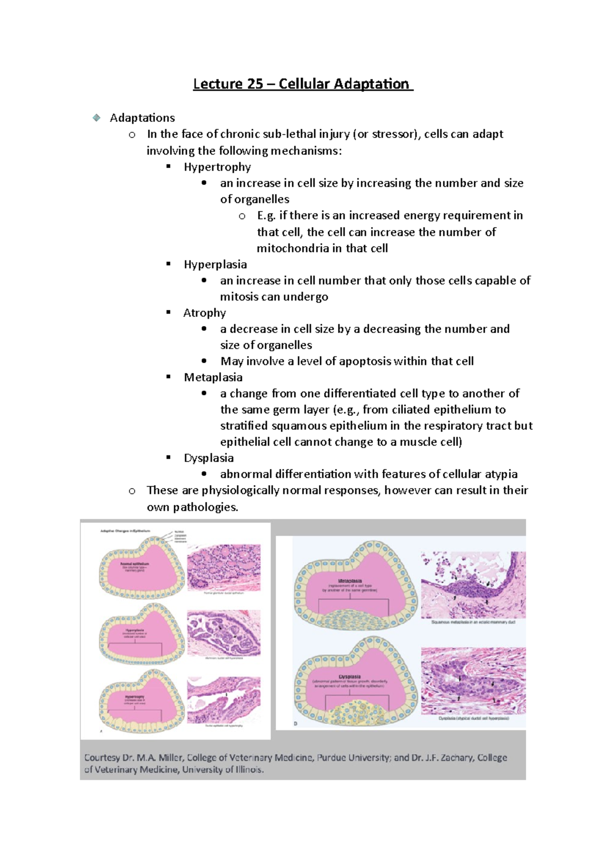 Lecture 25 Cellular Adaptation Lecture 25 Cellular Adaptation