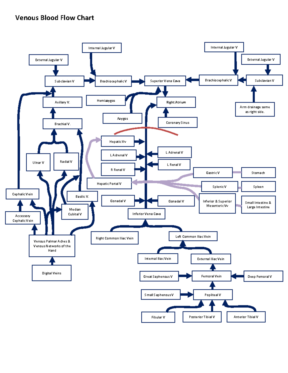 flow-chart-of-a-vein-to-superior-vena-cave-left-common-iliac-vein-venous-blood-flow-chart