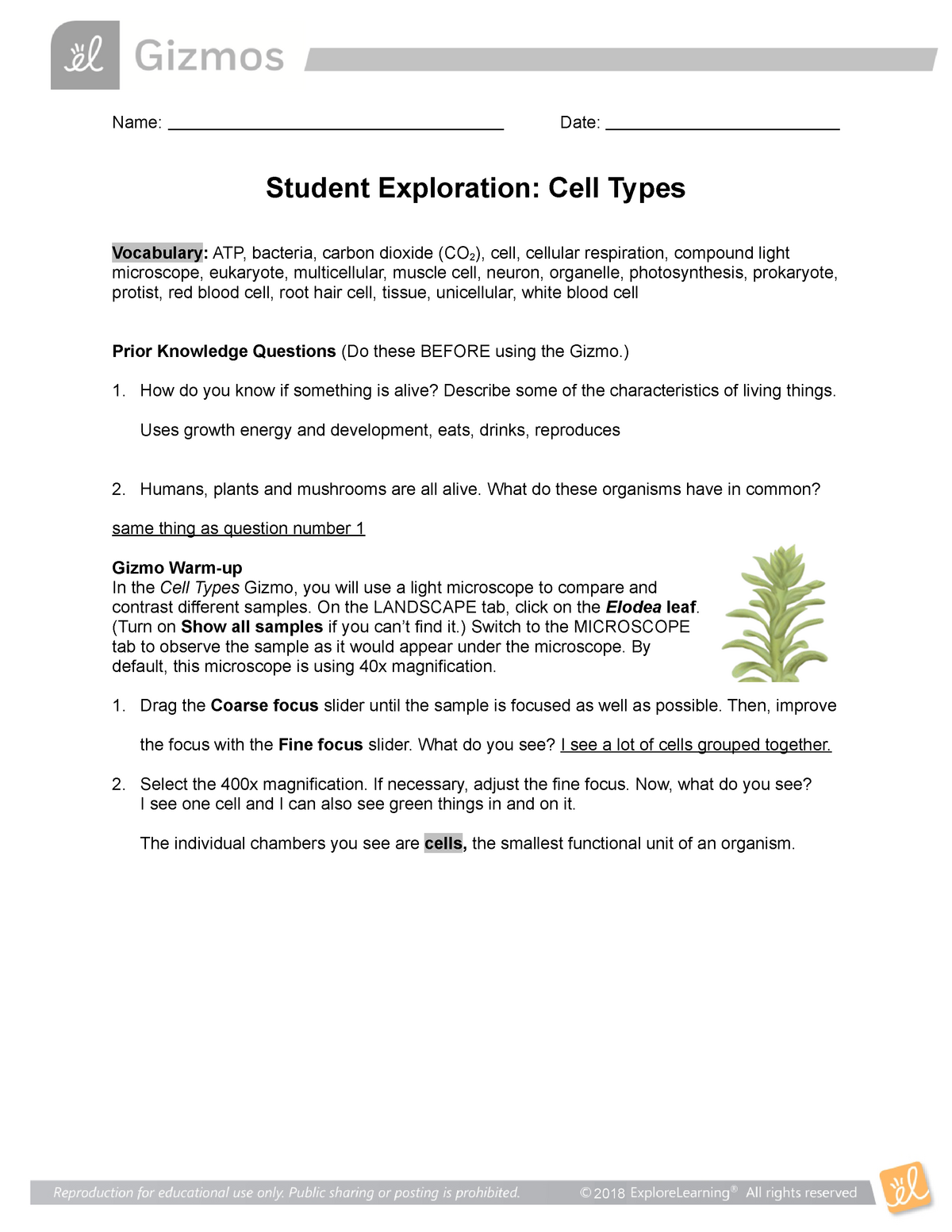 Cell Types Gizmo Worksheet Name Date Student Exploration Cell Types Vocabulary Atp Bacteria Studocu