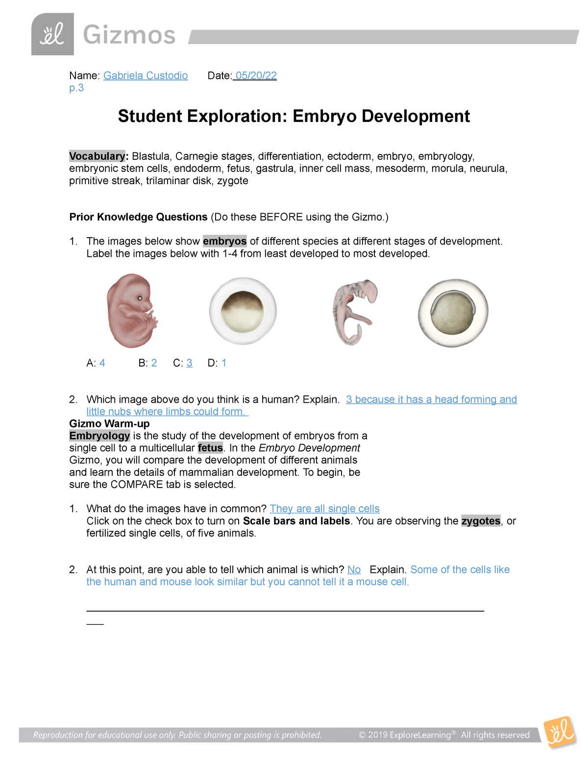 animal fetus development