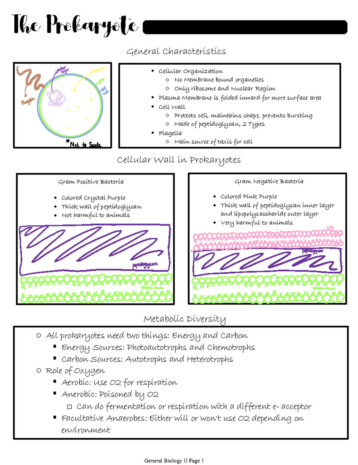 The Prokaryote - General Characteristics Cellular Organization No ...